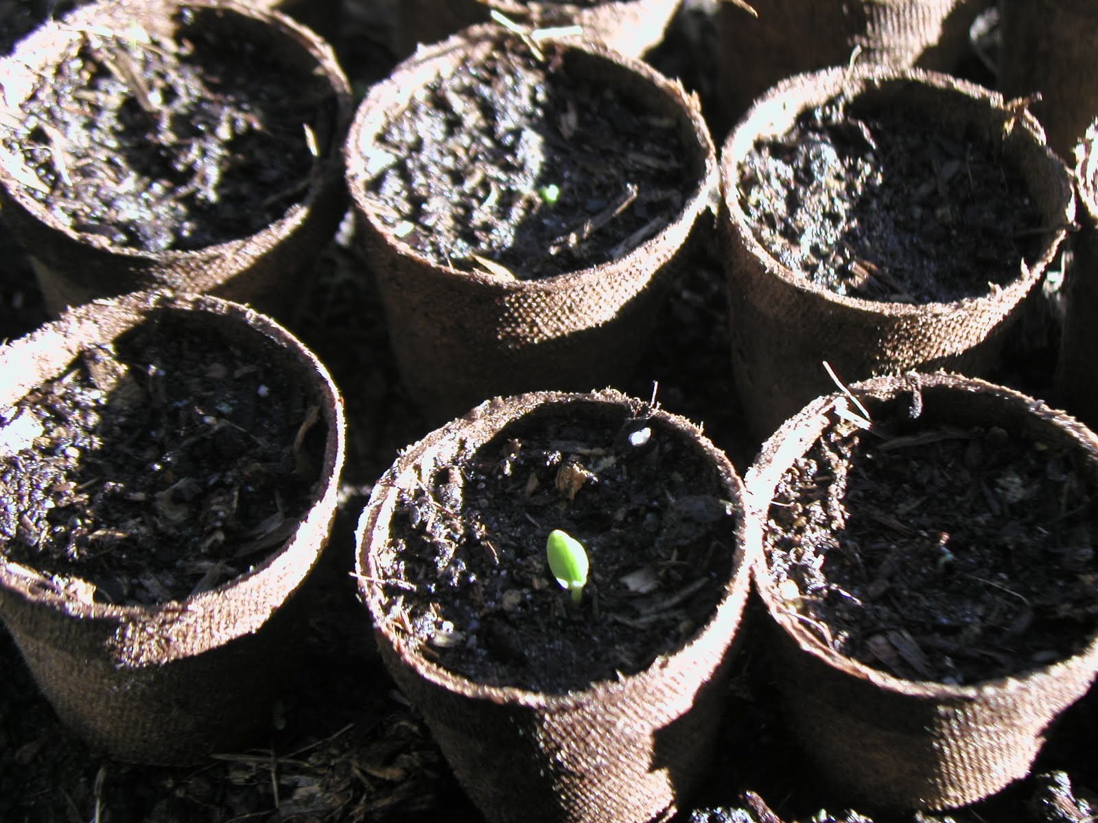 Why do Latino men sometimes call each other ese ? - Quora